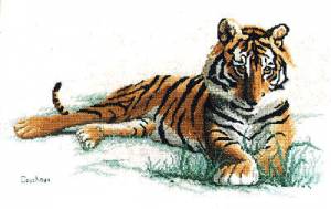 Схема Тигр 