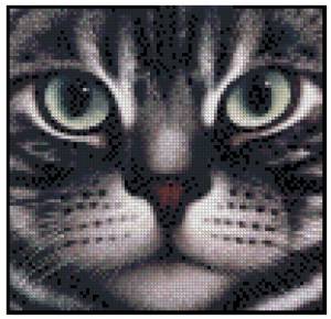 Схема Портрет кота (American Shorthair) 