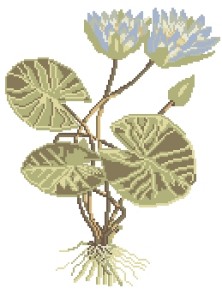 Схема Водяная лилия (ботаника)