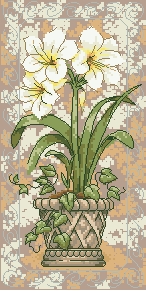 Схема Амариллис в цвету