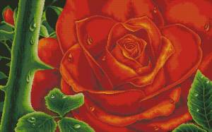 Схема Красная колючая роза