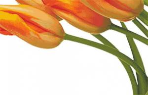 Схема Пять тюльпанов