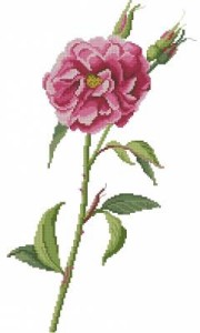 Схема Элегантная роза