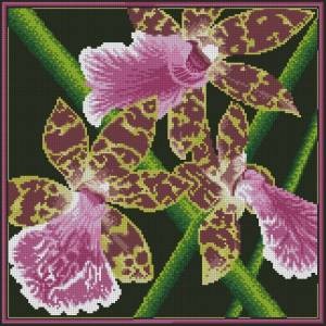 Схема Орхидея / Zygopetalum