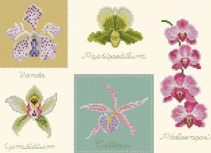Схема Орхидеи ассорти