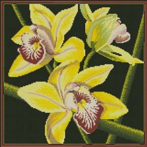 Схема Орхидея / Cymbidium