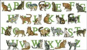 Схема Алфавит «Кошки»