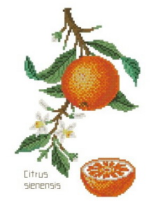 Схема Апельсин