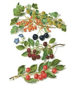 Вышивка ягоды фрукты